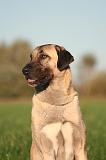 KANGAL 166